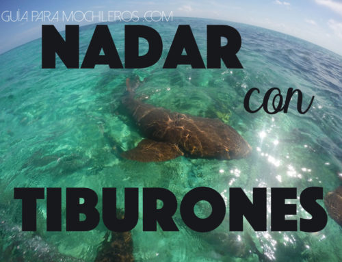 Cayo Caulker, Belice: Nadando con tiburones
