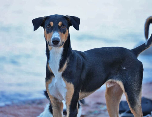 De vuelta en Dahab, con Inpu