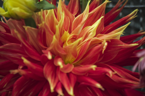 Dalia, flor nacional mexicana
