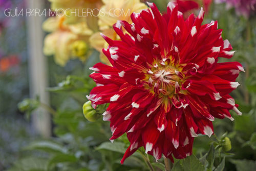 Flor nacional mexicana