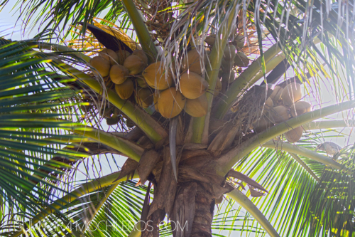 Palmera con cocos