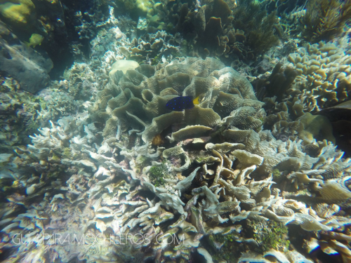 Pez en arrefice belice