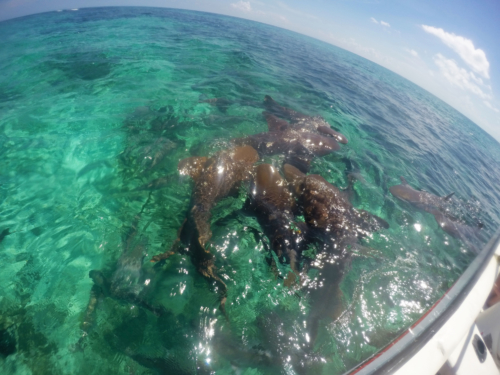 Tiburones gato Belice