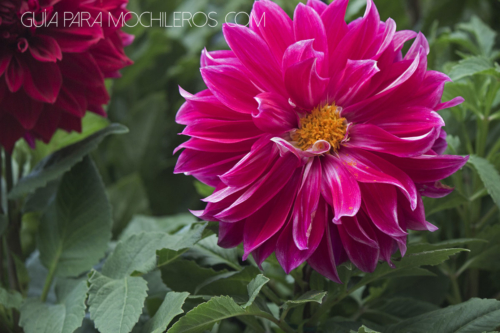 dalia flor nacional mexicana